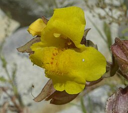 Erythranthe guttata flower